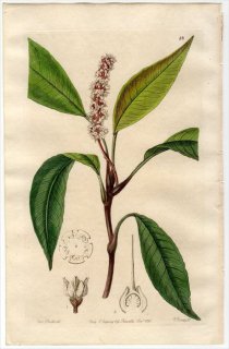 1845ǯ Edwards's Botanical Register No.48 饽 ӥ° LABISIA pothoina