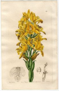 1845ǯ Edwards's Botanical Register No.49  饨° CHLORAEA virescens