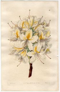 1845ǯ Edwards's Botanical Register No.51 ĥĥ ĥĥ° AZALEA Laetitiae