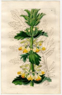 1845ǯ Edwards's Botanical Register No.52  ⥹° EREMOSTACHYS laciniata