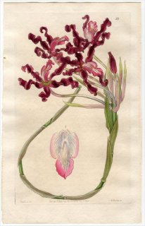 1845ǯ Edwards's Botanical Register No.53  ꥢ° SCHOMBURGKIA undulata