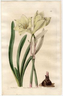 1845ǯ Edwards's Botanical Register No.54 ҥХʲ ϥ֥ĥ° HABRANTHUS concolor