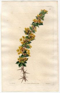 1845ǯ Edwards's Botanical Register No.55 ᥮ ᥮° BERBERIS actinacantha