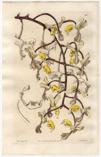 1845ǯ Edwards's Botanical Register No.56  󥴥° GONGORA truncata