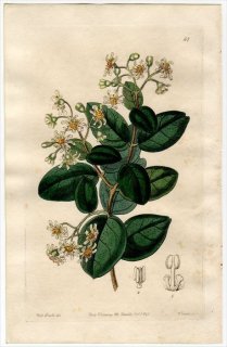 1845ǯ Edwards's Botanical Register No.57 Хʲ ܥɥ° BOLDOA fragrans