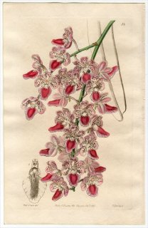 1845ǯ Edwards's Botanical Register No.58  ǥ° AERIDES maculosum