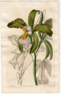 1845ǯ Edwards's Botanical Register No.59  ȥ° CATTLEYA granulosa
