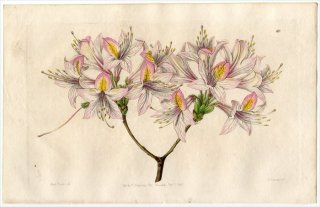 1845ǯ Edwards's Botanical Register No.60 ĥĥ ĥĥ° AZALEA Ludoviciae