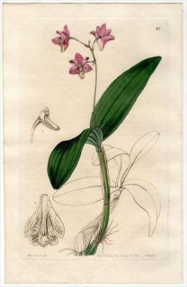 1845ǯ Edwards's Botanical Register No.61  å° DENDROBIUM Kingianum