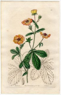 1845ǯ Edwards's Botanical Register No.62 Х ॷ° POTENTILLA bicolor