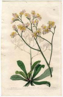 1845ǯ Edwards's Botanical Register No.63 ޥĲ ޥ° STATICE Fortuni