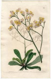 1845ǯ Edwards's Botanical Register No.63 ޥĲ ޥ° STATICE Fortuni