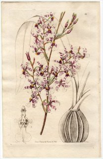 1845ǯ Edwards's Botanical Register No.64  󥷥° ONCIDIUM incurvum