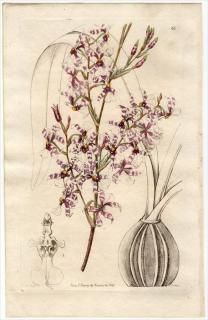 1845ǯ Edwards's Botanical Register No.64  󥷥° ONCIDIUM incurvum