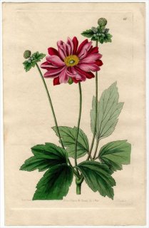 1845ǯ Edwards's Botanical Register No.66 ݥ 󥽥° 奦ᥤ ANEMONE japonica