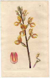 1845ǯ Edwards's Botanical Register No.67  ٥˥° GOVENIA fasciata