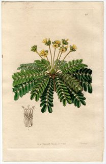 1845ǯ Edwards's Botanical Register No.68 Х߲ Х° OXALIS sensitiva