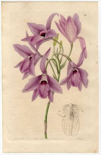 1845ǯ Edwards's Botanical Register No.69  ꥢ° LAELIA peduncularis