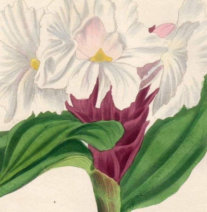 1838年 PAXTON'S MAGAZINE OF BOTANY オオホザキアヤメ科