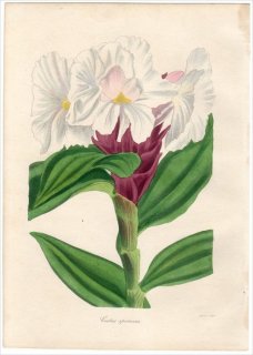 1838ǯ PAXTON'S MAGAZINE OF BOTANY ۥ إ˥° COSTUS SPECIOSUS