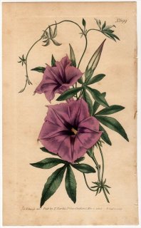 1803年 Curtis Botanical Magazine No.699 ヒルガオ科 サツマイモ属 モミジヒルガオ CONVOLVULUS CAIRICUS