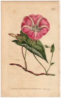 1804ǯ Curtis Botanical Magazine No.732 ҥ륬 ҥ륬° CONVOLVULUS SEPIUM