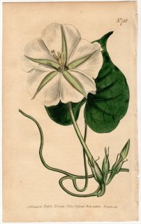1804年 Curtis Botanical Magazine No.752 ヒルガオ科 サツマイモ属 キバナハマヒルガオ IPOMOEA BONA NOX