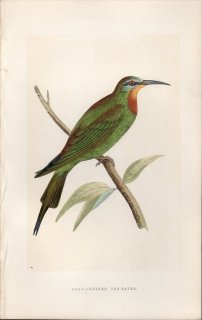 1866ǯ BREE 衼åѤĻ ϥ ϥ° ۥϥ BLUE-CHEEKED BEE-EATER
