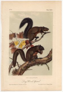 1849ǯ Audubon Quadrupeds of North America Pl.XXVII ꥹ ꥹ° Long-haired Squirrel