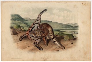 1854年 Audubon Quadrupeds of North America Pl.XCII ネコ科 オオヤマネコ属 ボブキャット Texan Lynx