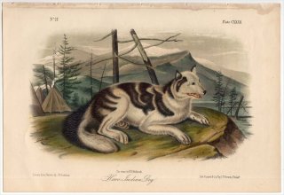 1854年 Audubon Quadrupeds of North America Pl.CXXXII イヌ科 イヌ属 ヘア・インディアン・ドッグ Hare-Indian Dog