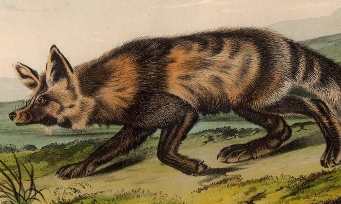キツネの図版 フランス アンティーク 版画 1880年 動物 博物画 額縁