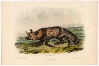 1854ǯ Audubon Quadrupeds of North America Pl.CLI ̲ ĥ° ĥ Jackall Fox