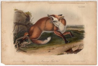 1854年 Audubon Quadrupeds of North America Pl.LXXXVII イヌ科 キツネ属 アカギツネ American Red Fox