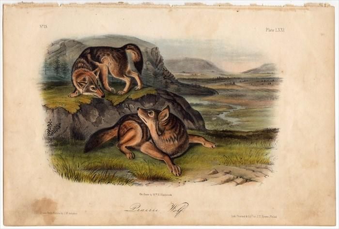 1854年 Audubon Quadrupeds of North America Pl.LXXI イヌ科