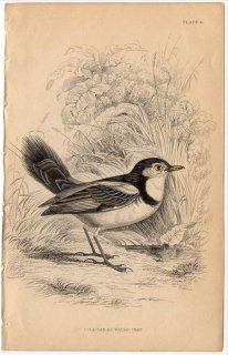 1850ǯ JARDINE NATURALIST'S LIBRARY Ļ Pl.6 祦 ɥ꥿祦° ɥ꥿祦 COCK TAILED WATER CHAT