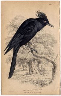 1850ǯ JARDINE NATURALIST'S LIBRARY Ļ Pl.7 祦 ꥯ祦 CRESTED BLACK WATER CHAT