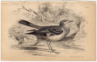 1850ǯ JARDINE NATURALIST'S LIBRARY Ļ Pl.8 祦 ޥ饿祦 MOCKING WATER CHAT