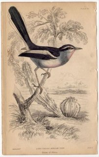 1850ǯ JARDINE NATURALIST'S LIBRARY Ļ Pl.21 ˥ҥ ˥ҥ° ˥ҥ LONG TAILED AFRICAN TODY