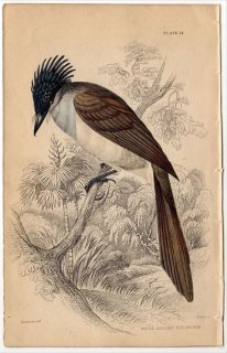 1850ǯ JARDINE NATURALIST'S LIBRARY Ļ Pl.24 ҥ 󥳥祦° ꥵ󥳥祦 WHITE BELLIED FLYCATCHER