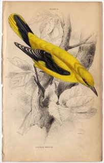 1850ǯ JARDINE NATURALIST'S LIBRARY Ļ Pl.4 饤 ˥饤 GOLDEN ORIOLE