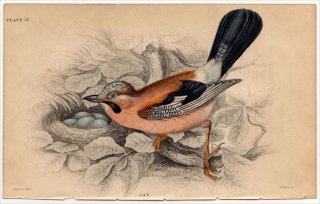 1850年 JARDINE NATURALIST'S LIBRARY 鳥類学 Pl.13 カラス科 カケス属 カケス JAY