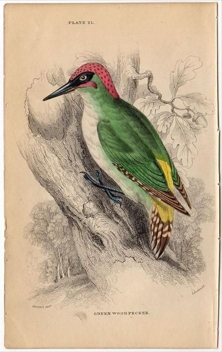 1850年 JARDINE NATURALIST'S LIBRARY 鳥類学 Pl.21 キツツキ科