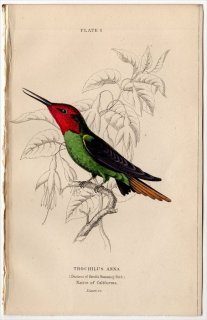 1865ǯ JARDINE NATURALIST'S LIBRARY Ļ Pl.6 ϥɥ ʥϥɥ° ʥϥɥ TROCHILUS ANNA