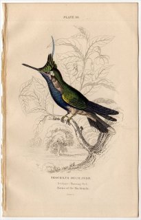 1865ǯ JARDINE NATURALIST'S LIBRARY Ļ Pl.10 ϥɥ ƥեΥ° ϥɥ TROCHILUS DELALANDII