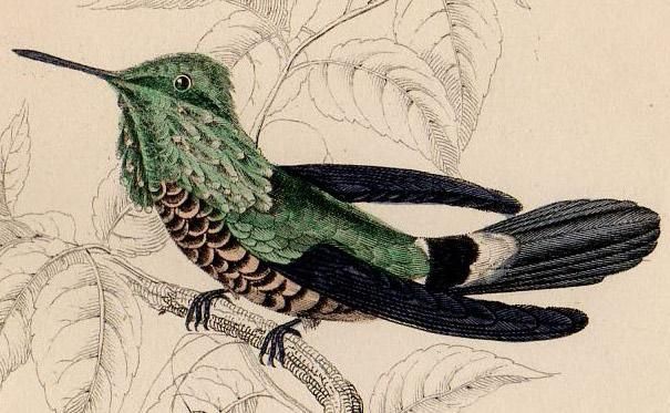 鳥類学 1843年 JARDINE NATURALIST'S LIBRARY 鳥類学 Pl.18 ウミスズメ