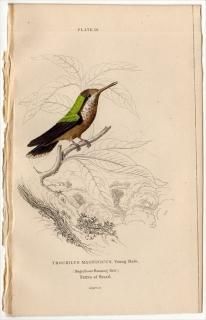 1865ǯ JARDINE NATURALIST'S LIBRARY Ļ Pl.19 ϥɥ ۥϥɥ° ޥϥɥ TROCHILUS MAGNIFICUS 㤤ͺ