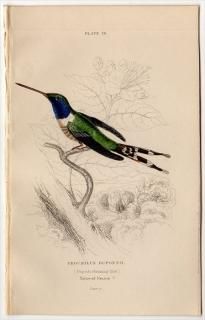 1865ǯ JARDINE NATURALIST'S LIBRARY Ļ Pl.26 ϥɥ ޥĥ° ʥӥϥɥ TROCHILUS DUPONTII