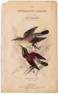 1850ǯ JARDINE NATURALIST'S LIBRARY Ļ ȥڡ 襦祦 Little Nectarine Sunbird