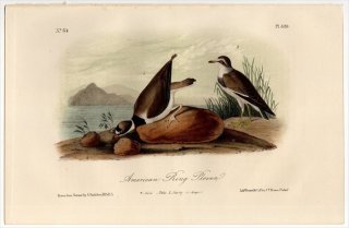 1855ǯ Audubon Birds of America Pl.320 ɥ ɥ° ߥɥ American Ring Plover